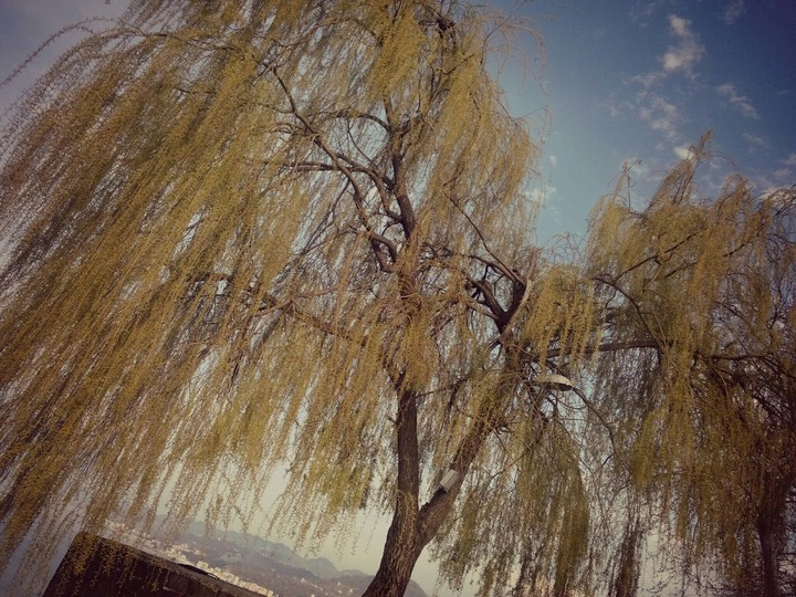 Tired Tree
