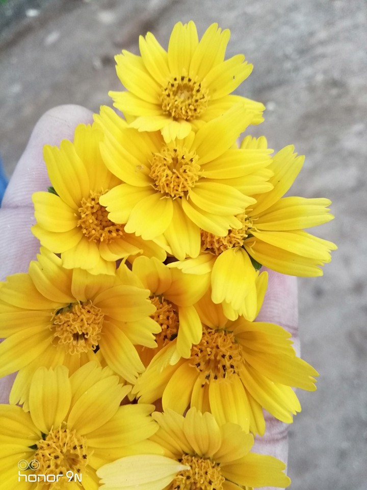 Flowers