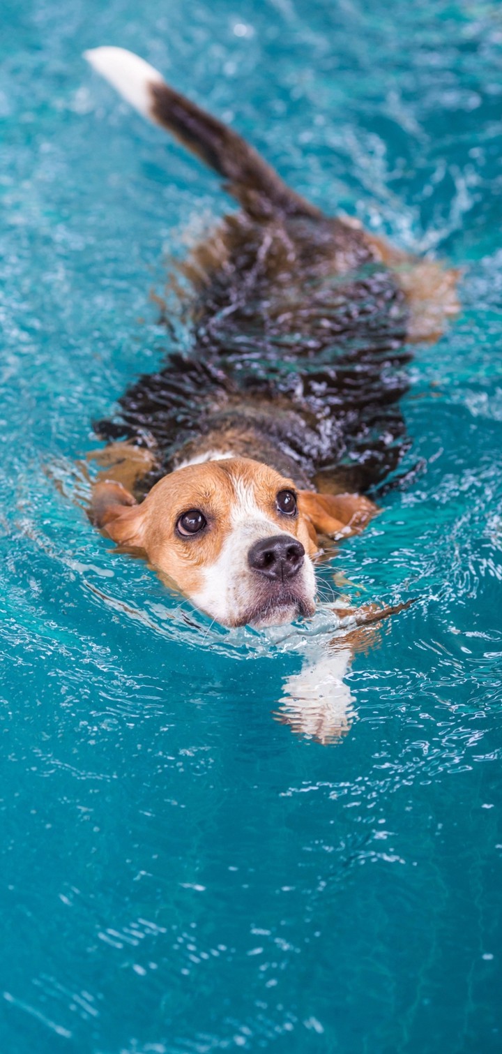 dog swimming