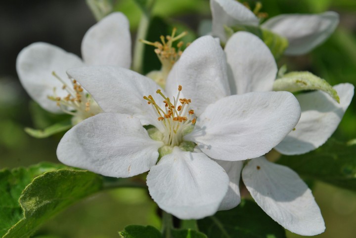 Fiore di melo
