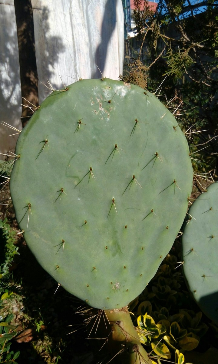 kaktüs