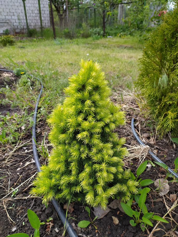 Little fur-tree