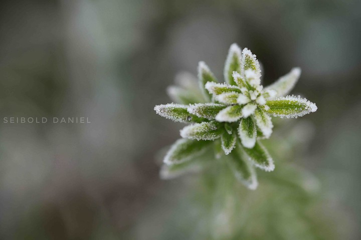 Frost