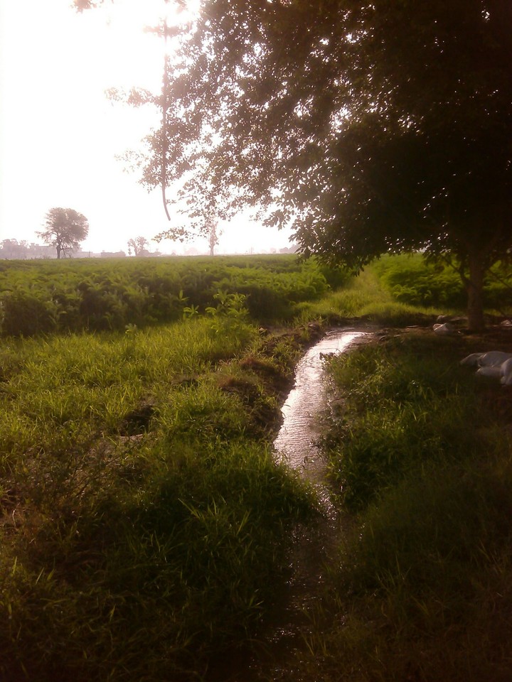 Farms