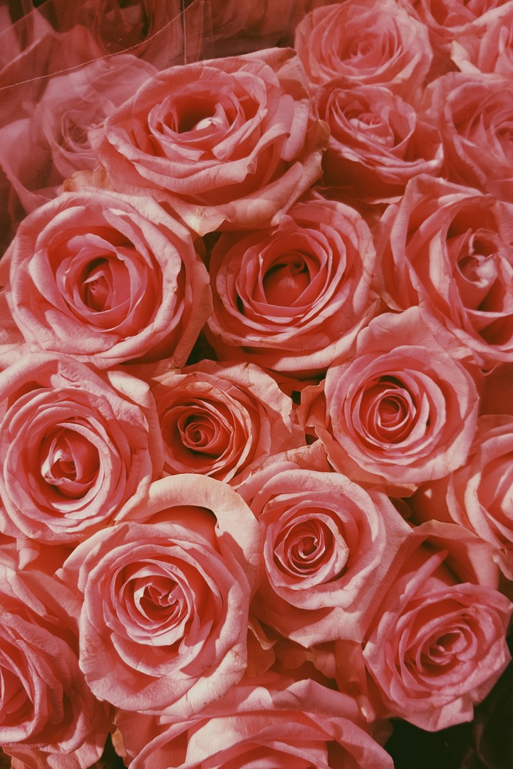 roses