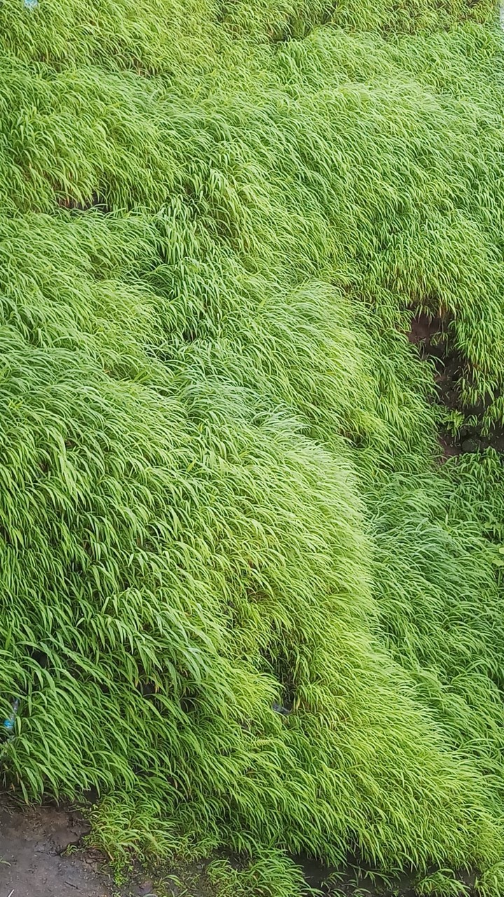 Green Grass