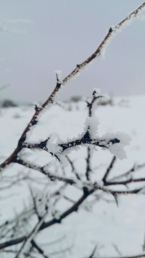 freezing trees