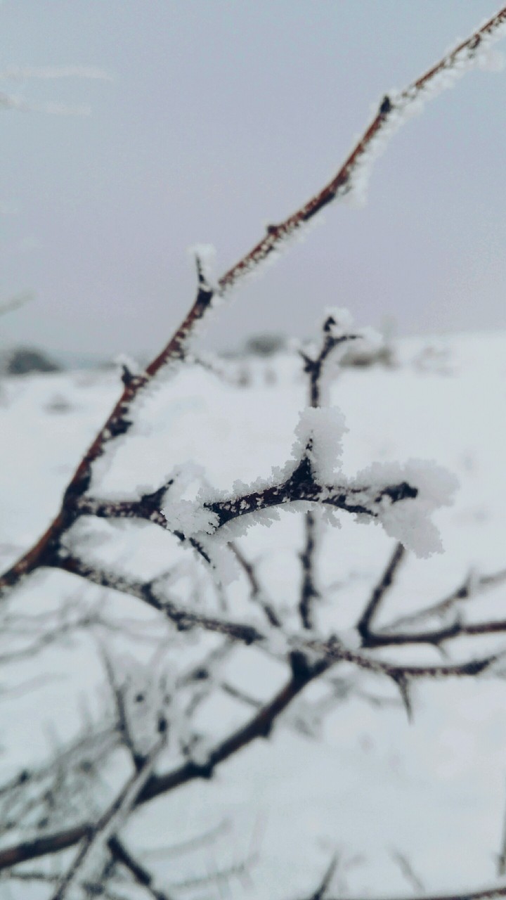 freezing trees