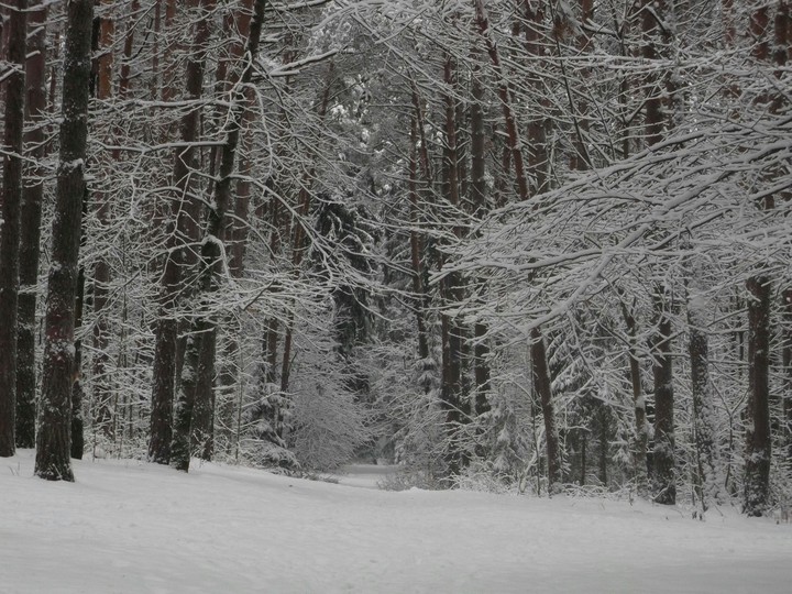 forest