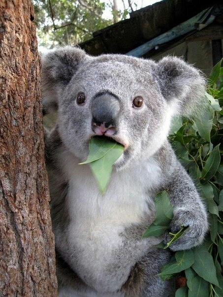 koala коала