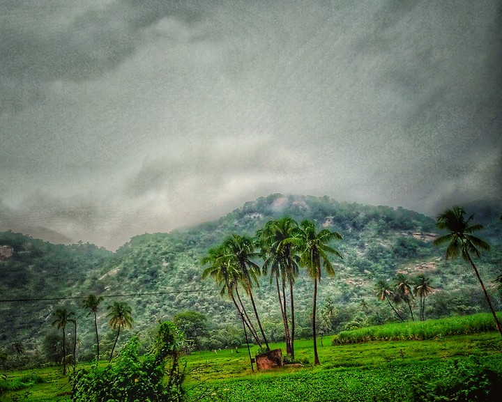 hill station with coconut trees