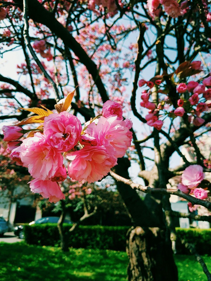pink flowers