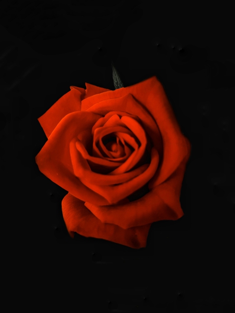 Rose❤️❤️