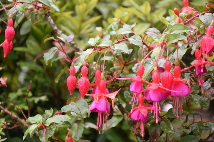 #flowers...