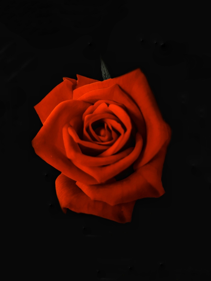 Rose❤️❤️