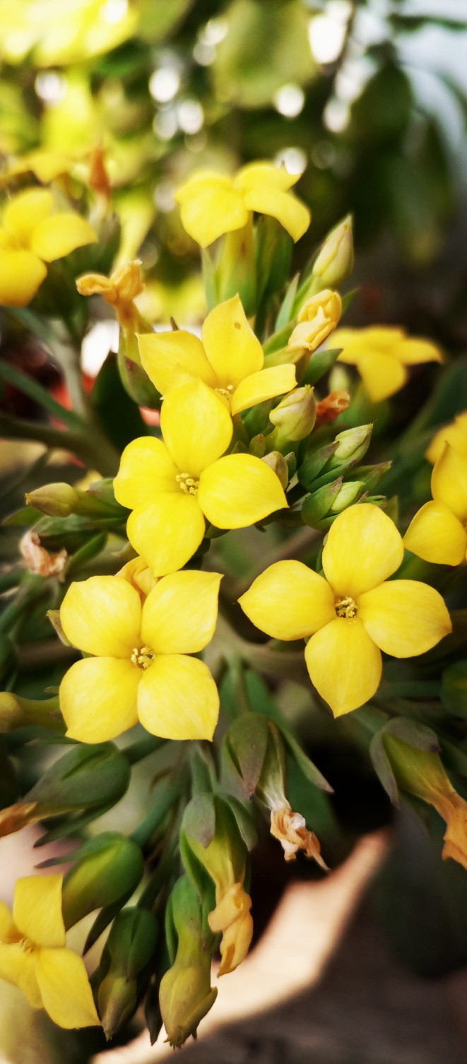 yellow flowers