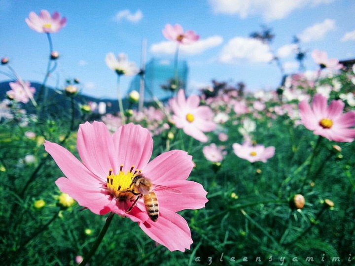 bees