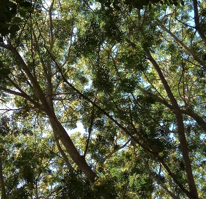 this is a tree