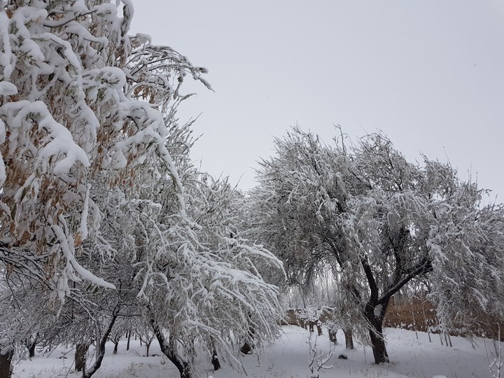 snowy