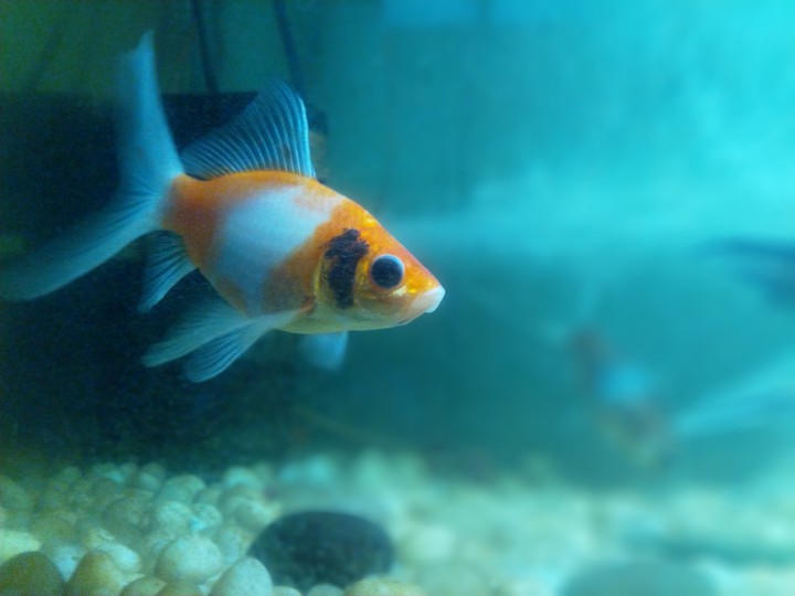 fish