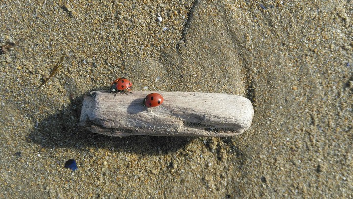 Ladybugs