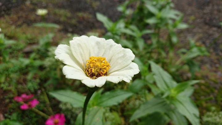 zinnias flower