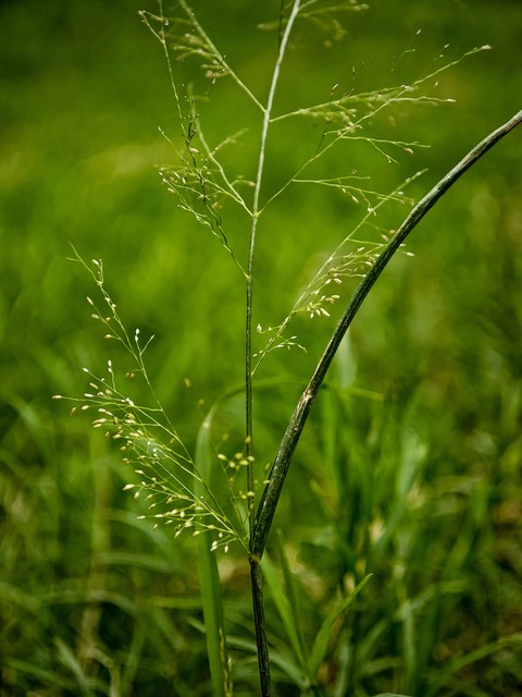 plant, grassland achtergronden