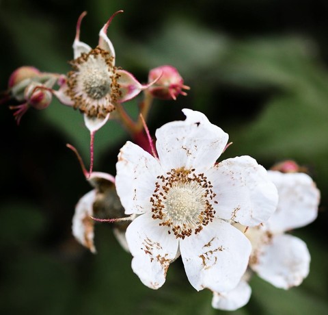 plant, closeup duvar kağıtları