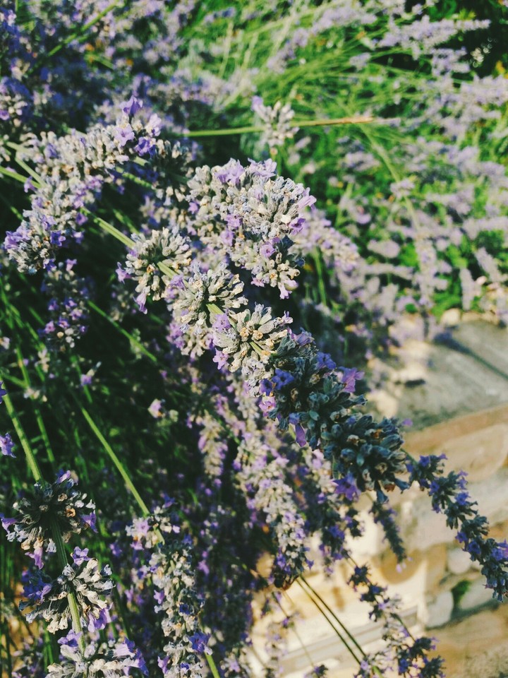Lavanda