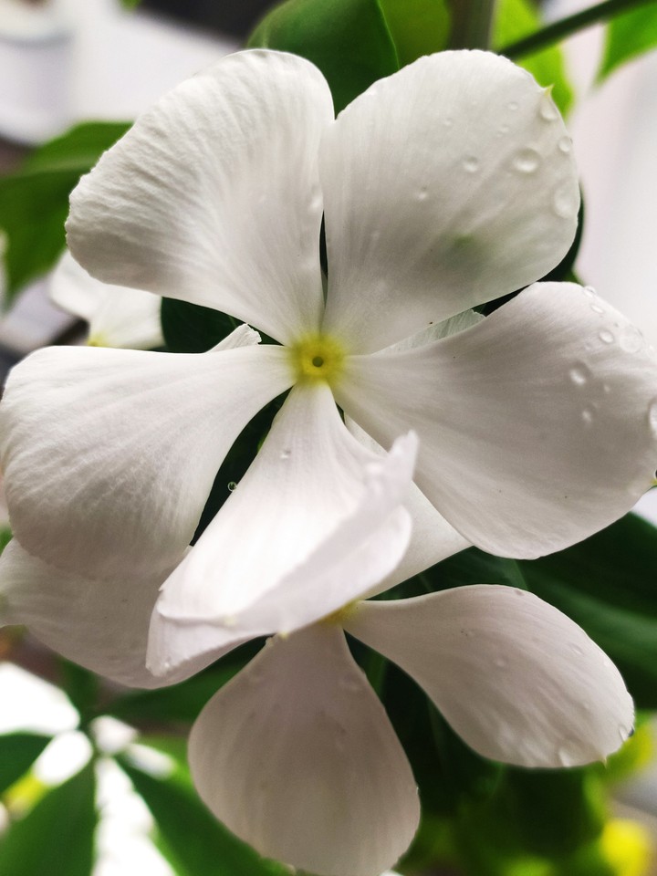 White Vinca