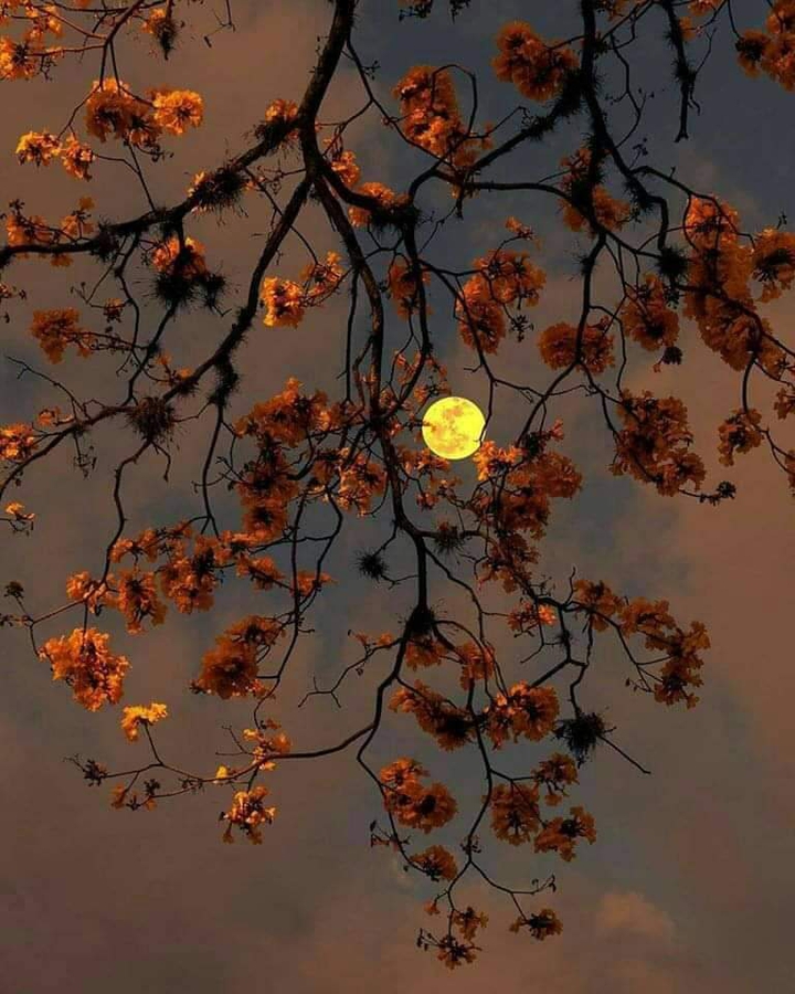 Flower Moon