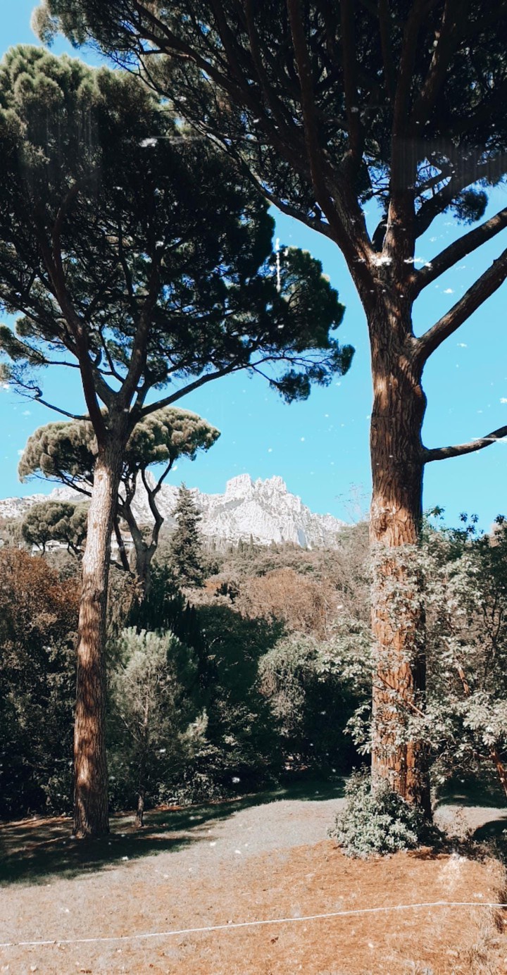 pines