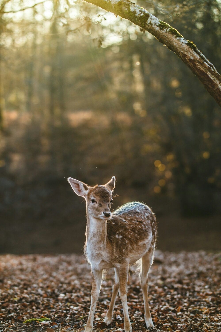 Morning