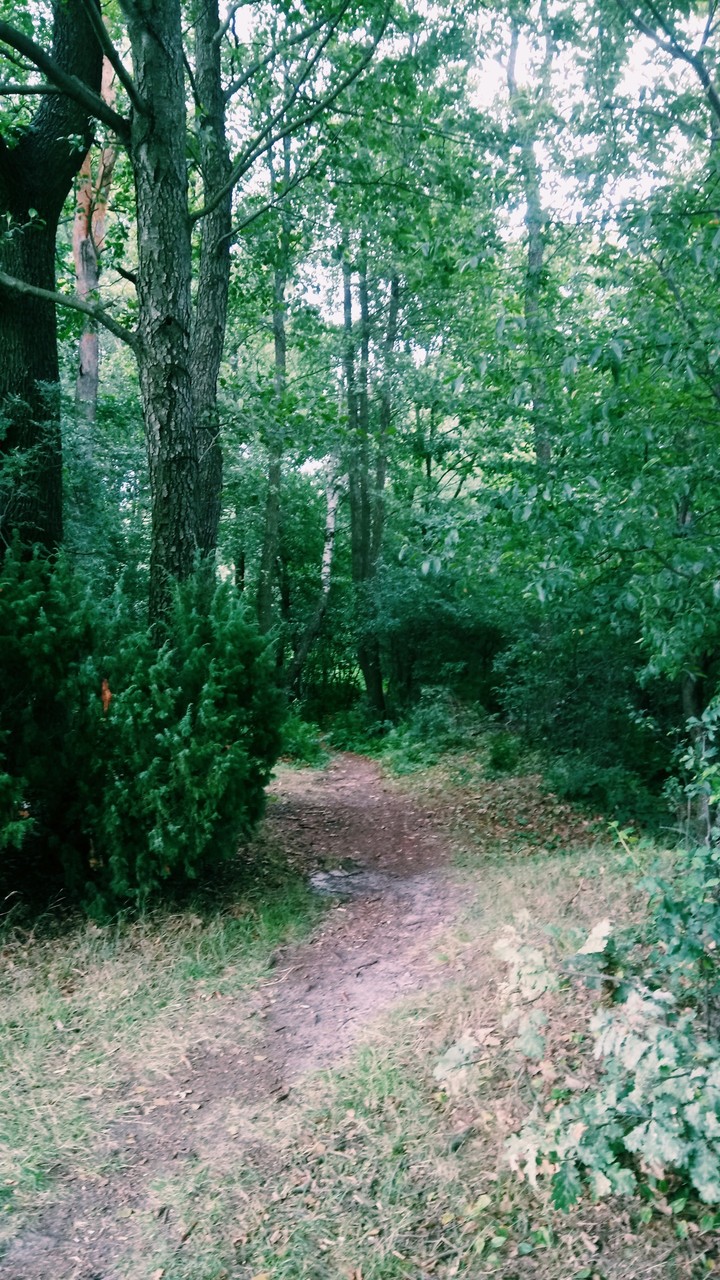 Wonderful forest ...