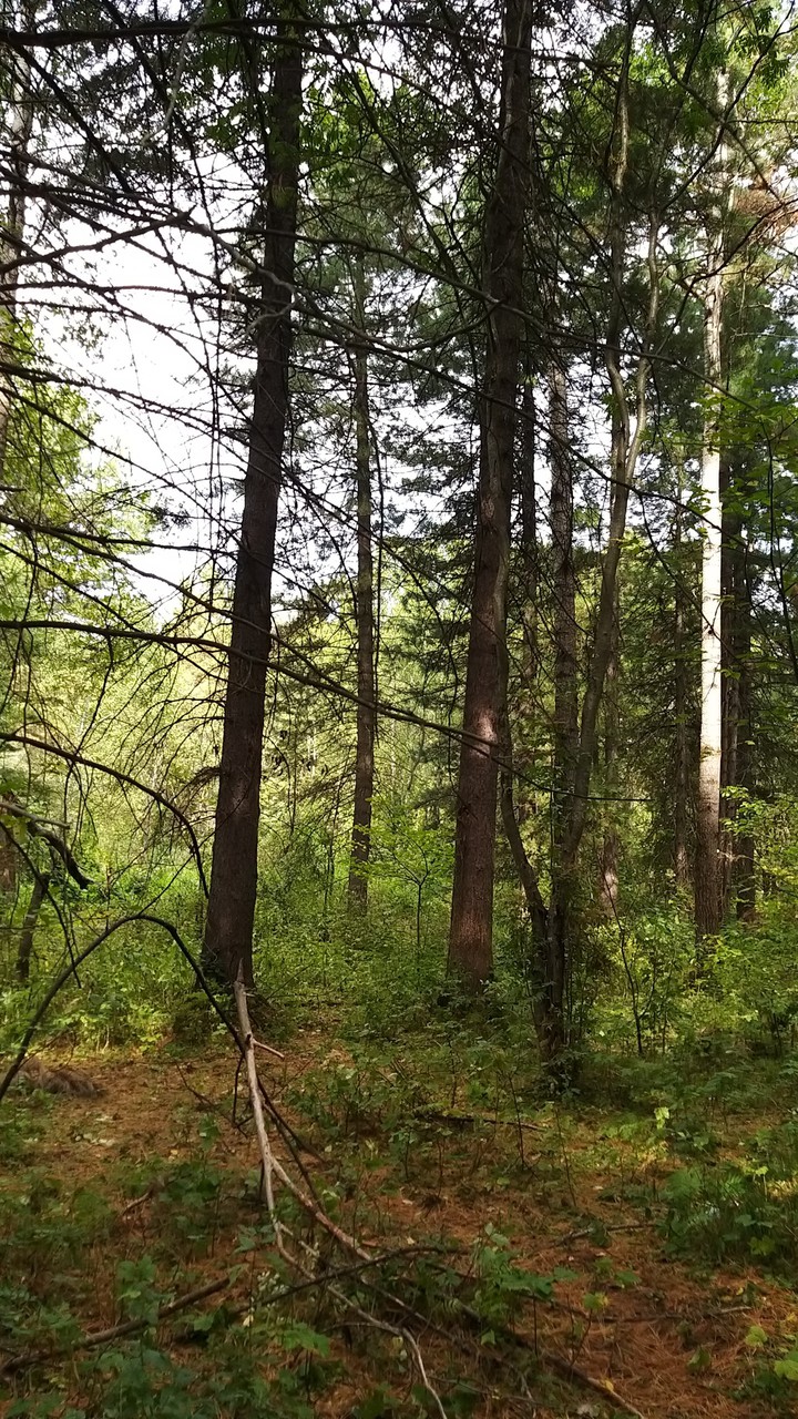 forest