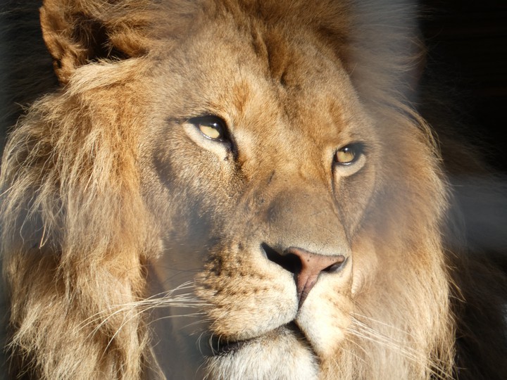 King