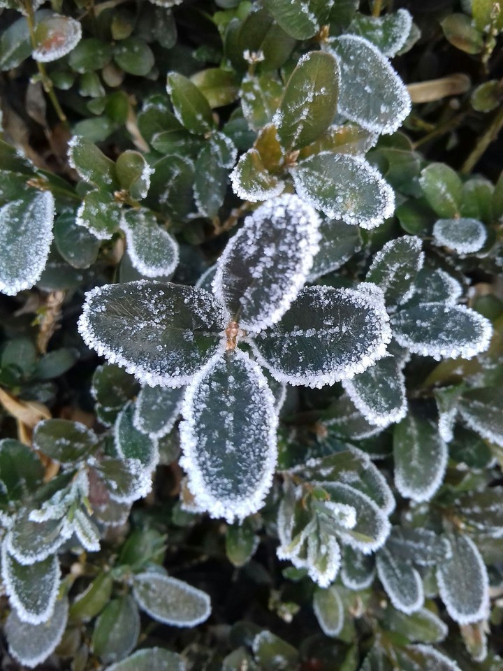 snow
