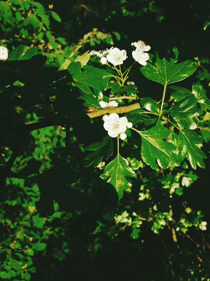 White flower
