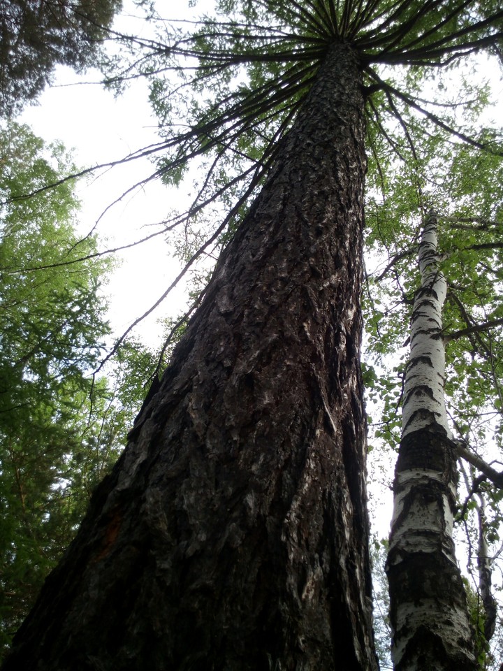 Ural tree.