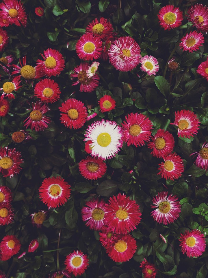 spring