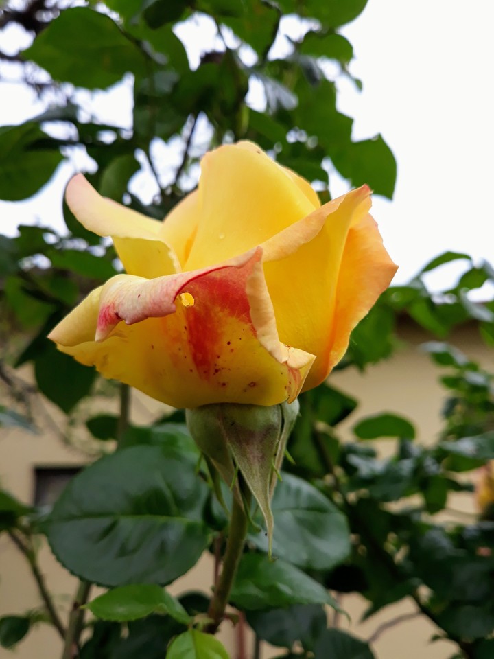 rosa gialla