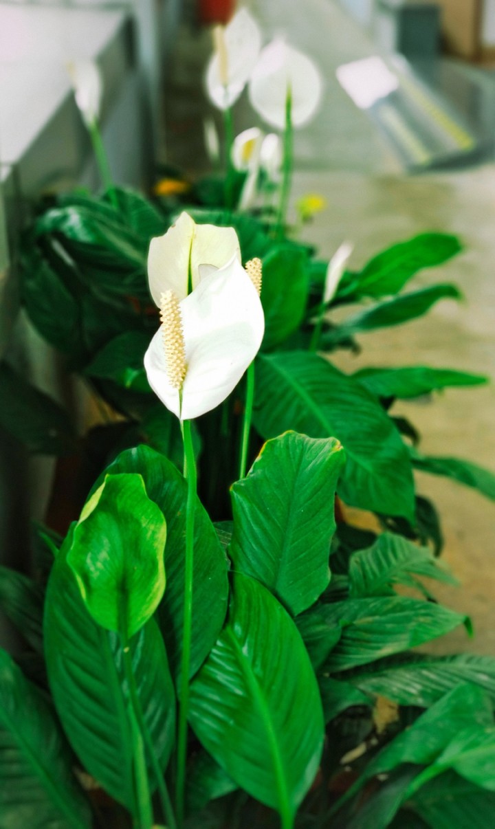 flower