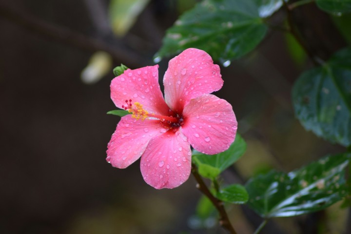 red flower