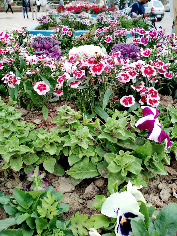 little allivated garden ...