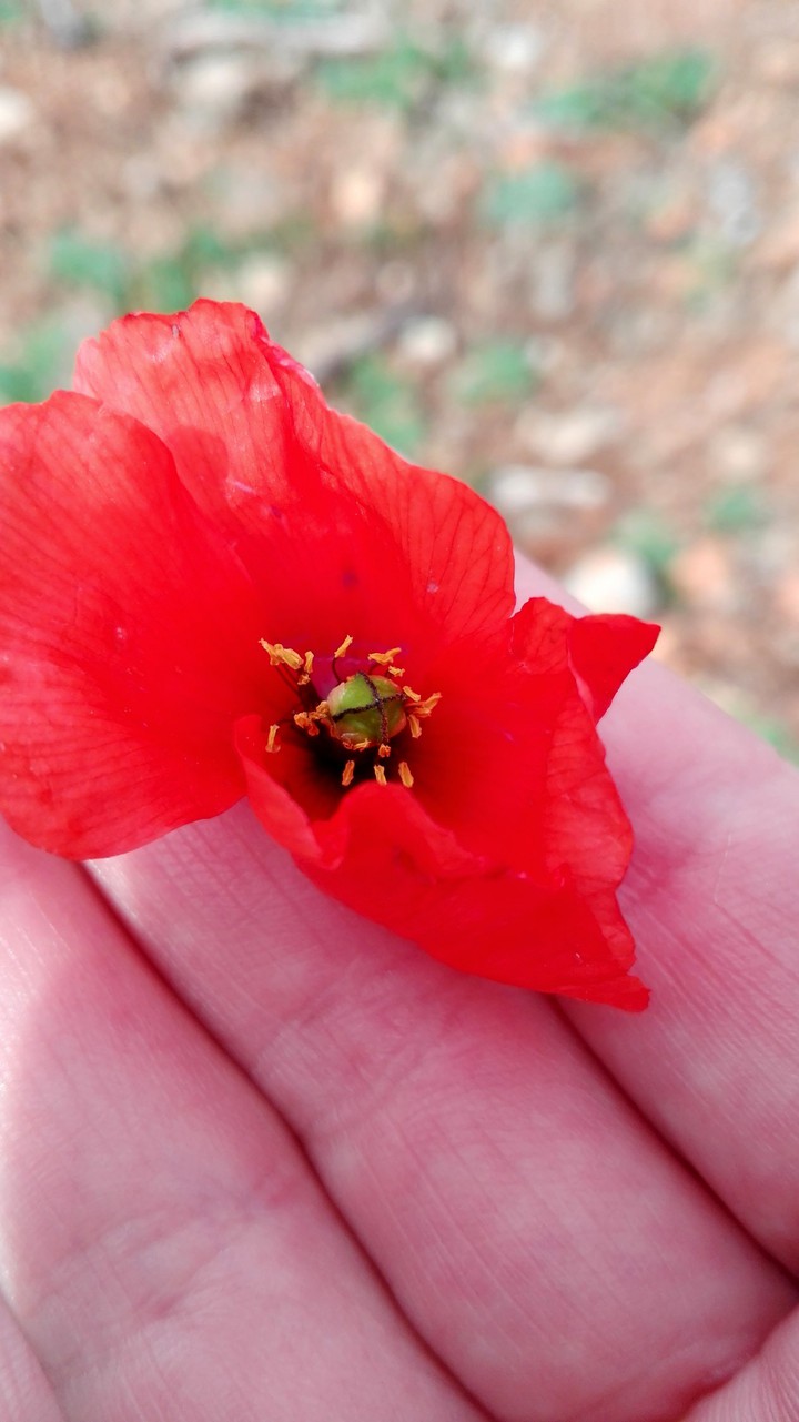 Poppy
