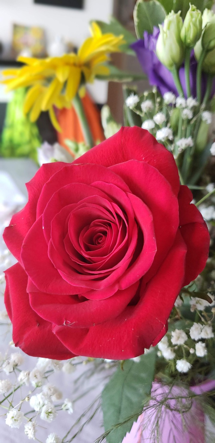 rose rouge