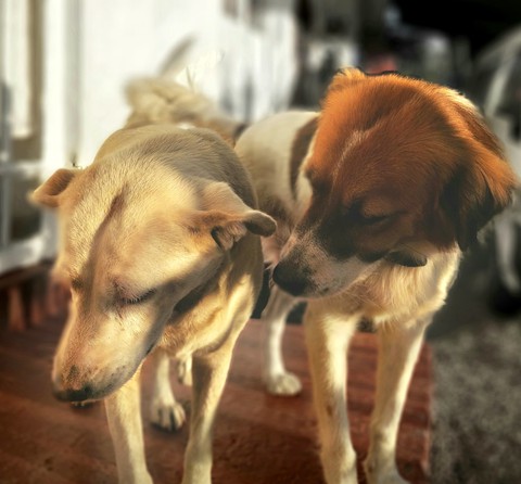 Dog
