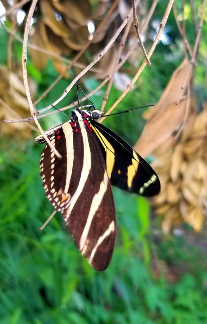 MARIPOSA CEBRA, SAN LORENZO, GRO