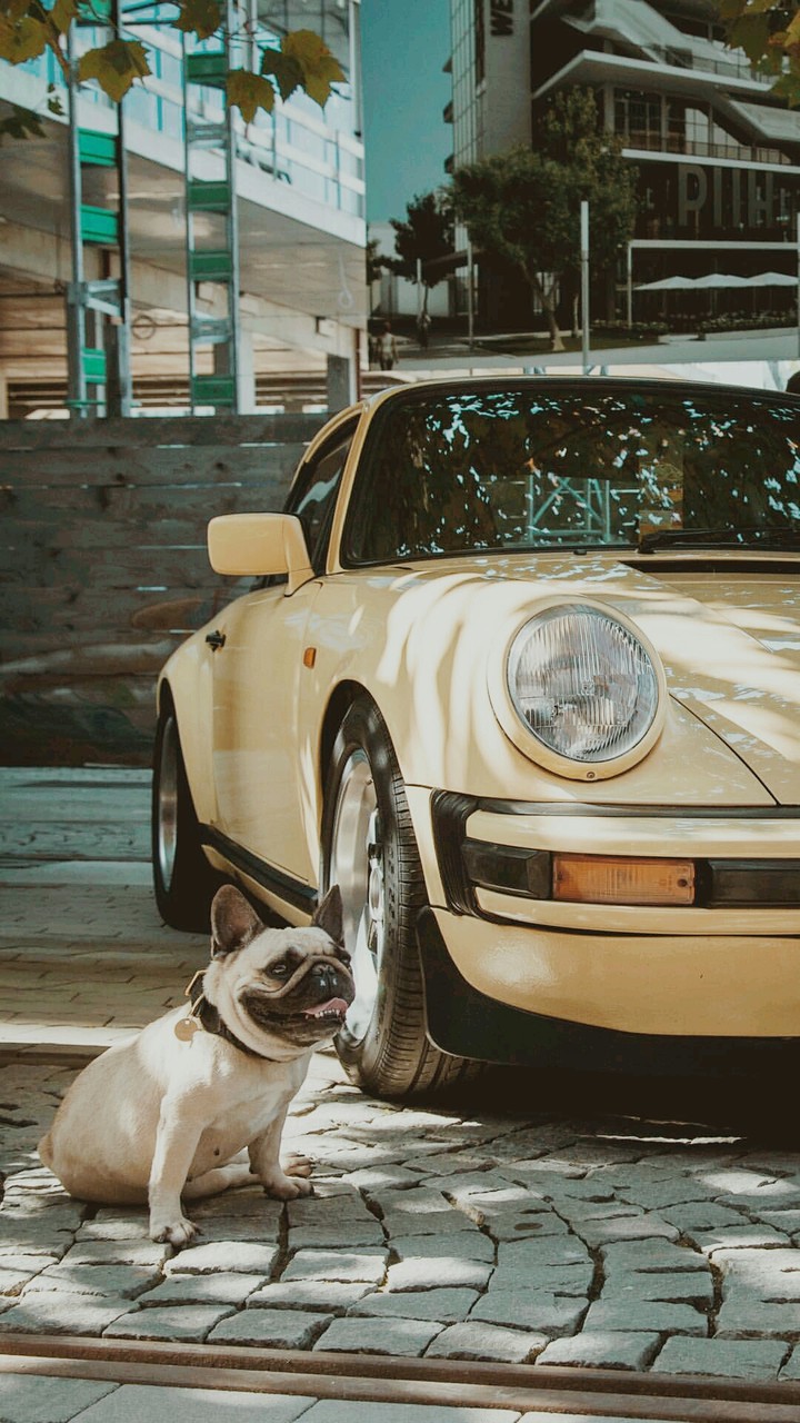 porsche dog
