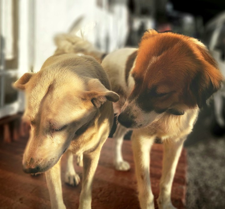 Dog